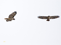 Red tailed Hawks 1405
